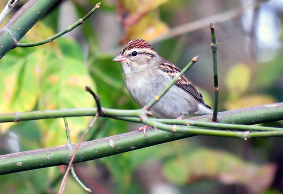 Chipping Sparrow by Simon Thompson